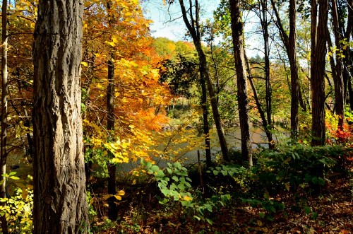 A serene forest scene with vibrant autumn leaves and a calm river in the background.