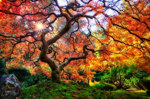 A vibrant autumn scene featuring a twisted tree with colorful leaves and sunlight filtering through the branches.