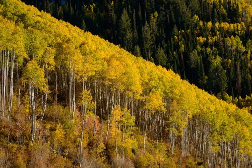 A hillside covered in vibrant yellow aspen trees, contrasting with dark green conifers in the background.
