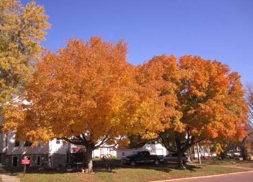 Two large trees with vibrant orange and yellow leaves against a clear blue sky, with a house and parked truck in the background.