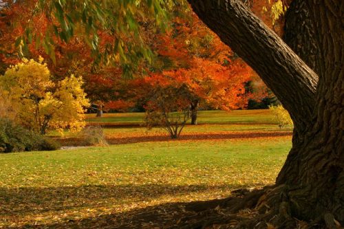 A vibrant autumn landscape with colorful trees and fallen leaves, featuring shades of orange, yellow, and green.