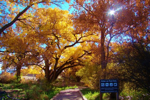 A sunlit path through vibrant yellow trees, with a sign indicating "Enter on Foot Only."