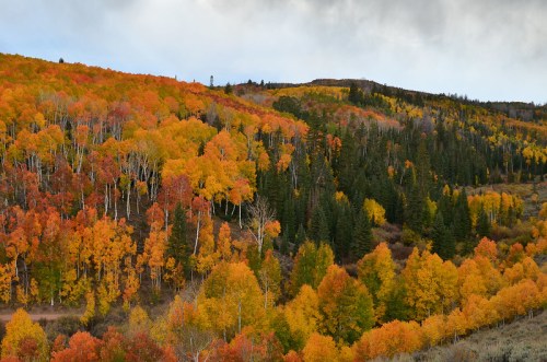 Vibrant autumn foliage covers rolling hills, showcasing a mix of orange, yellow, and green trees under a cloudy sky.
