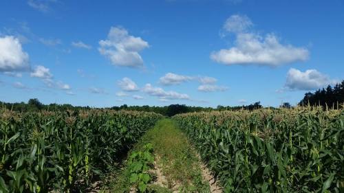 A wide view of a cornfield under a blue sky with fluffy clouds, featuring rows of tall corn plants.