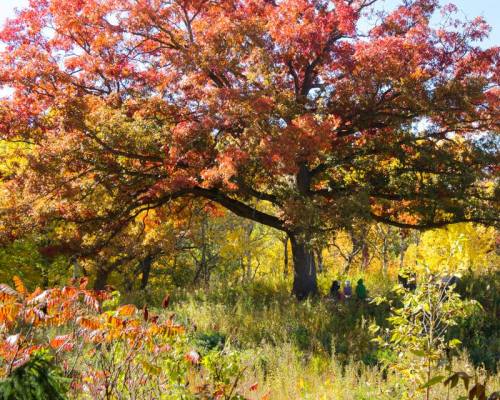 A large tree with vibrant red and orange leaves stands in a colorful autumn landscape, with people in the background.