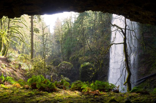 A serene waterfall cascades through a lush forest, framed by moss-covered rocks and vibrant green ferns.