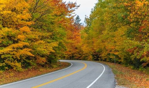 A winding road surrounded by vibrant autumn foliage in shades of orange, yellow, and green.