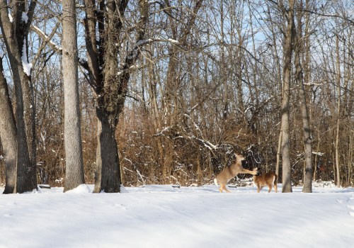 Two deer play in a snowy landscape surrounded by trees, with a clear blue sky in the background.