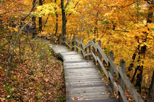 A wooden path winds through a forest of vibrant autumn leaves in shades of orange and yellow.