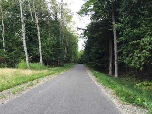 A quiet, tree-lined road stretches into the distance, surrounded by lush greenery and tall trees on either side.