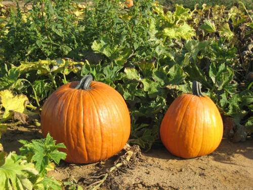 Two pumpkins, one large and one small, surrounded by green leaves in a garden setting.