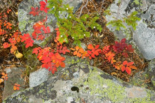 Colorful autumn foliage in red and green among gray rocks, with patches of moss and small white flowers.
