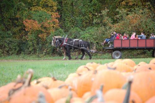 A horse-drawn wagon carries people through a pumpkin patch with vibrant autumn foliage in the background.