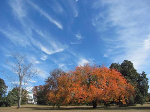 A vibrant orange tree stands in a field under a blue sky with wispy clouds, with a white house in the background.