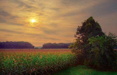 A serene landscape featuring a cornfield at sunset, with a tree in the foreground and distant hills under a cloudy sky.