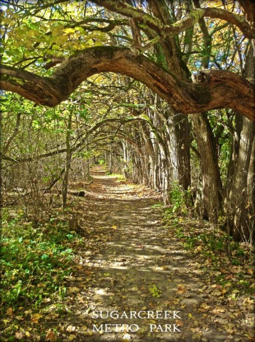 A serene path lined with trees and autumn leaves at Sugarcreek Metro Park.