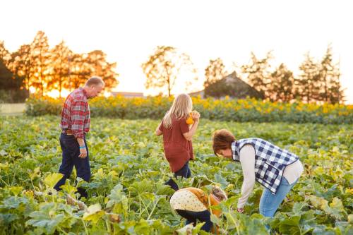 A family gathers pumpkins in a sunlit field, surrounded by greenery and sunflowers at sunset.