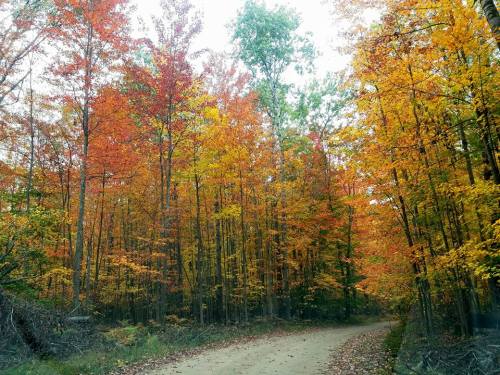 A winding dirt road surrounded by vibrant autumn trees in shades of orange, yellow, and green.