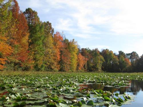 A serene lake covered with lily pads, surrounded by vibrant autumn trees in shades of orange, yellow, and green.