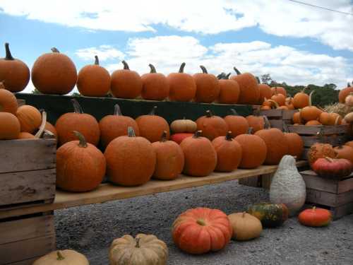 A display of various pumpkins in orange and white, stacked on wooden crates under a blue sky with clouds.