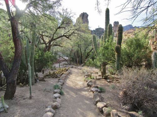 A winding dirt path through a desert landscape with cacti and lush greenery under a bright sky.