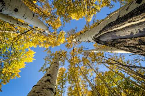 Looking up at tall trees with golden leaves against a clear blue sky.