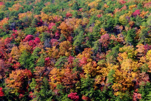 A vibrant forest in autumn, showcasing a mix of red, orange, and green foliage.