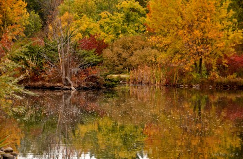 A serene pond surrounded by vibrant autumn foliage reflecting in the water.
