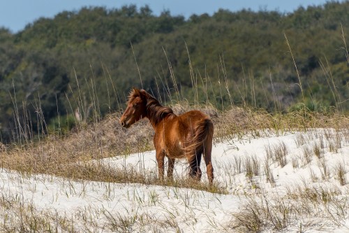 A brown horse stands on sandy terrain, surrounded by tall grass and greenery in the background.
