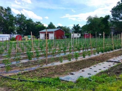 A lush vegetable farm with rows of plants, wooden stakes, and red barns in the background under a blue sky.