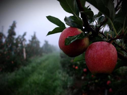 Two red apples hang from a branch in a misty orchard, with green leaves and blurred trees in the background.