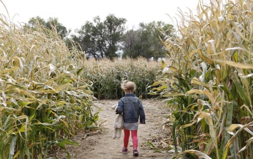 A child walks through a cornfield, holding a stuffed animal, surrounded by tall corn plants.