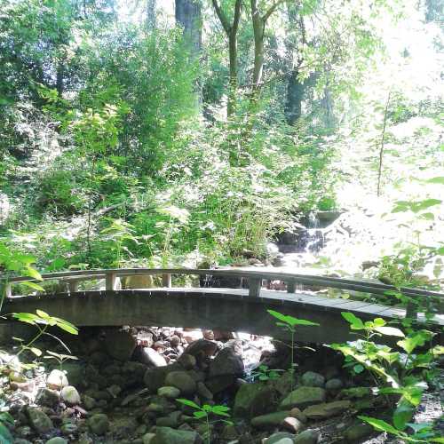 A wooden bridge arches over a small stream, surrounded by lush greenery and dappled sunlight in a serene forest setting.