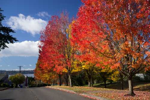 Vibrant autumn trees with red and orange leaves line a quiet street under a blue sky with fluffy white clouds.