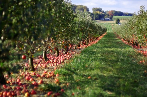 A scenic apple orchard with trees lining a grassy path, scattered with fallen apples and distant fields in the background.