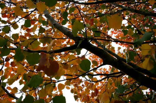 A view of tree branches filled with green and orange leaves against a bright sky.