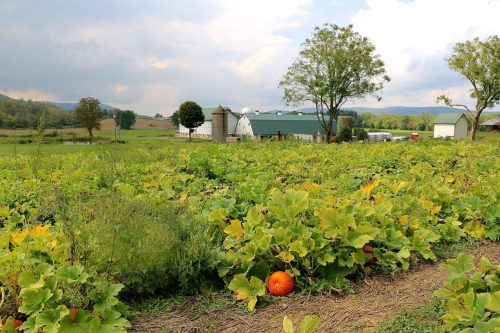 A pumpkin patch with vibrant green vines and a farmhouse in the background under a cloudy sky.