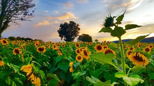 A vibrant field of sunflowers under a colorful sunset, with trees in the background and a clear sky.