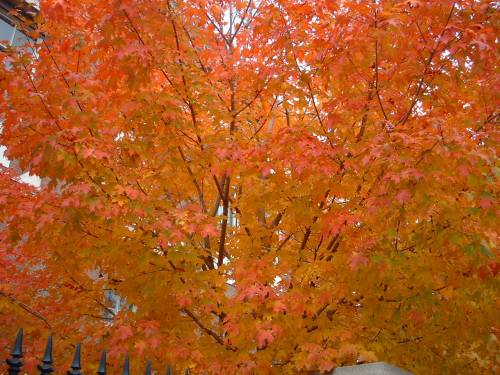 A vibrant tree with bright orange and red leaves, showcasing the beauty of autumn foliage.
