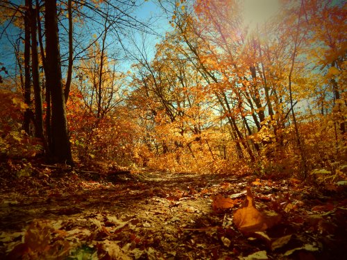 A sunlit forest path surrounded by vibrant autumn foliage and fallen leaves.