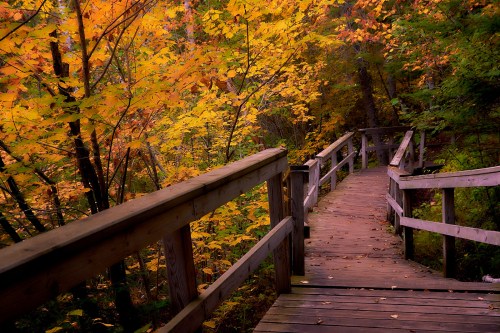 A wooden walkway winds through a vibrant autumn forest with colorful leaves.