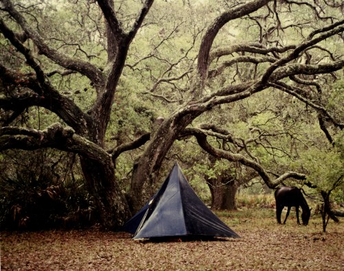 A blue tent nestled under sprawling trees, with a horse grazing nearby in a serene forest setting.