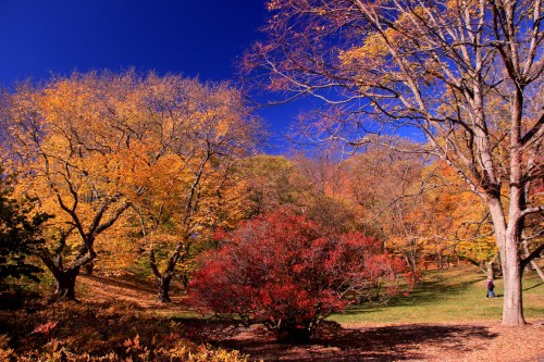 A vibrant autumn scene with colorful trees and a clear blue sky in a park.