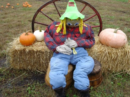 A scarecrow in a plaid shirt and green hat sits on hay bales, surrounded by pumpkins in a field.