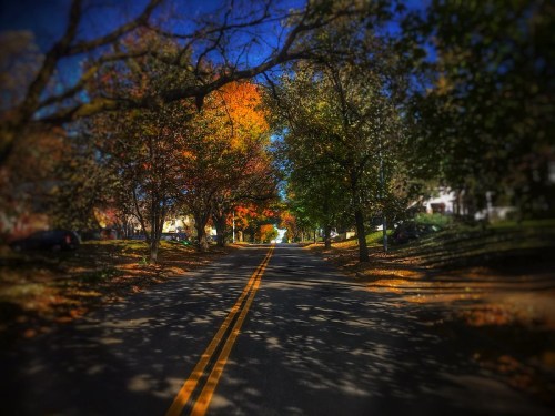 A tree-lined street in autumn, with colorful leaves and a clear blue sky.