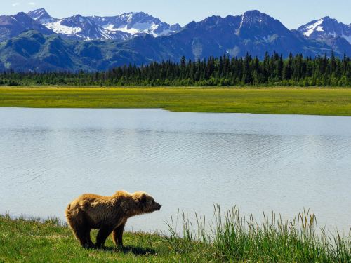 A brown bear stands near a calm lake, with mountains and lush greenery in the background under a clear blue sky.