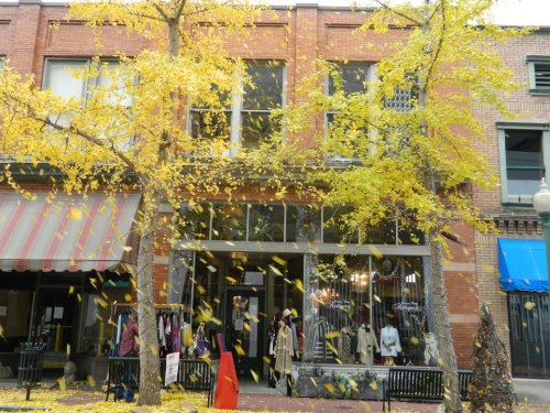A storefront with large windows, surrounded by yellow autumn leaves falling from trees.