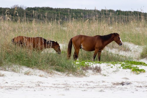 Two brown horses grazing in tall grass on a sandy beach, with greenery and dunes in the background.