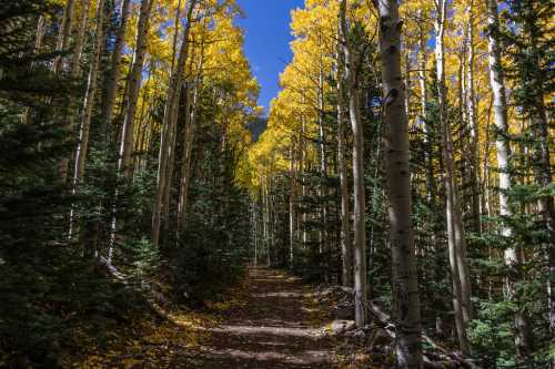 A scenic forest path lined with tall trees, featuring vibrant yellow leaves against a clear blue sky.