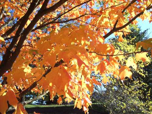 Vibrant orange and yellow leaves on a tree, illuminated by sunlight against a clear blue sky.